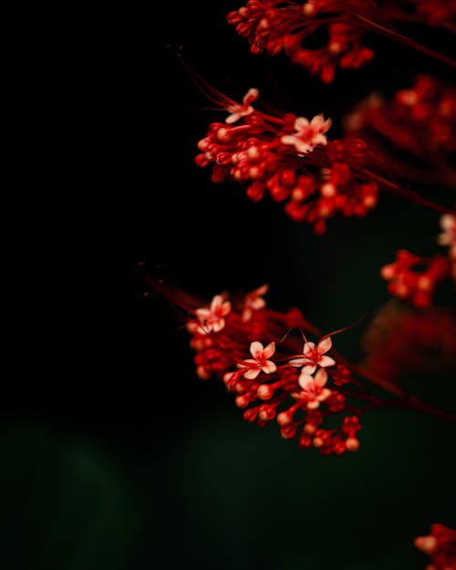 A close up of red flowers on a black background