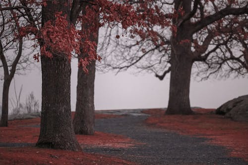 Gratis stockfoto met bomen, decor, herfst