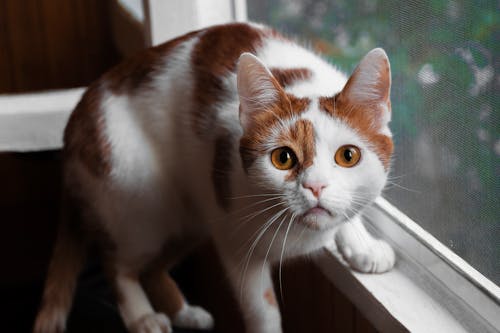 бесплатная Оранжевый и белый кот на окне Стоковое фото