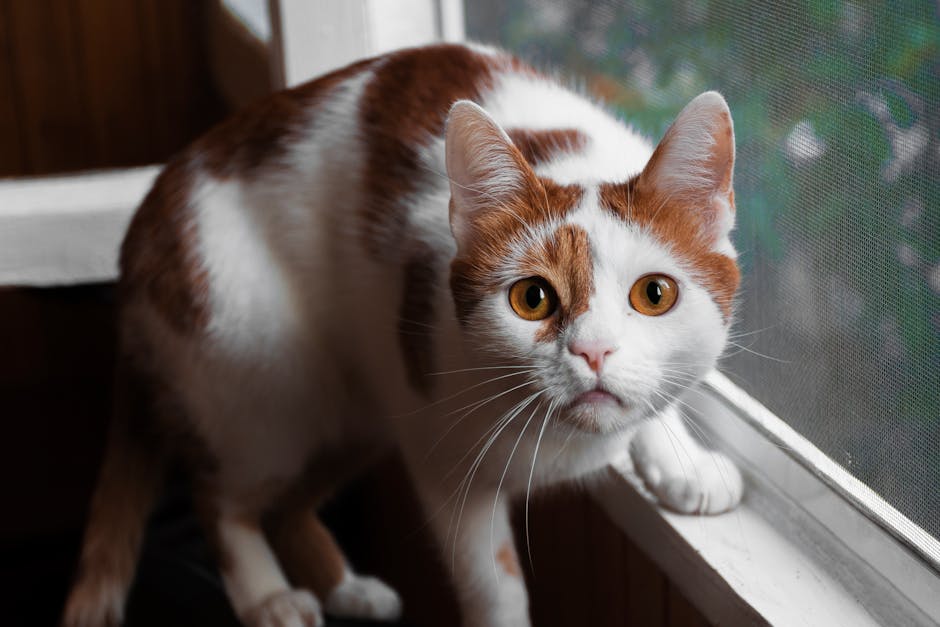 Orange And White Cat On Window