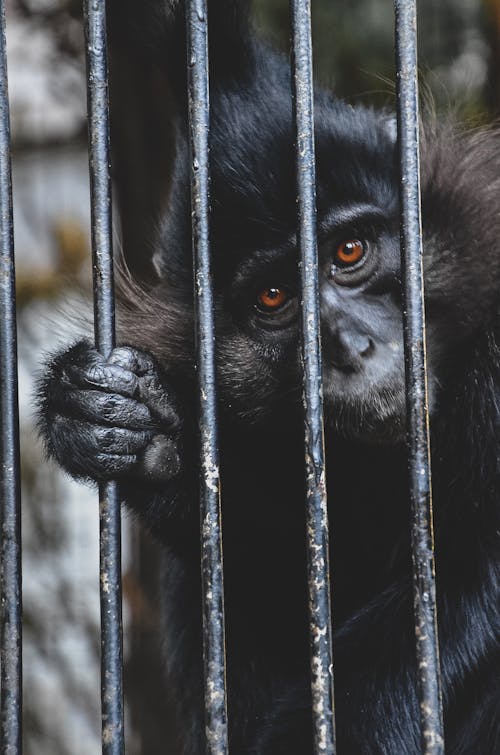 Close-up of a Small Monkey in a Cage 
