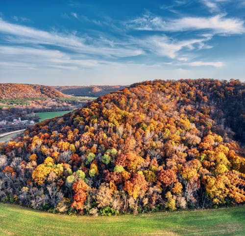 Scenic View of Forest in Autumn Foliage on a Hill