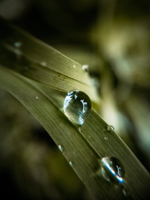 Photo of a Water Drop on a Leaf 