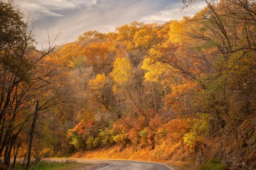 Kostnadsfri bild av bergsväg, falla, gula träd