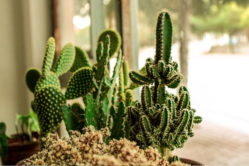 Growing Cacti Plants near the Glass Wall 