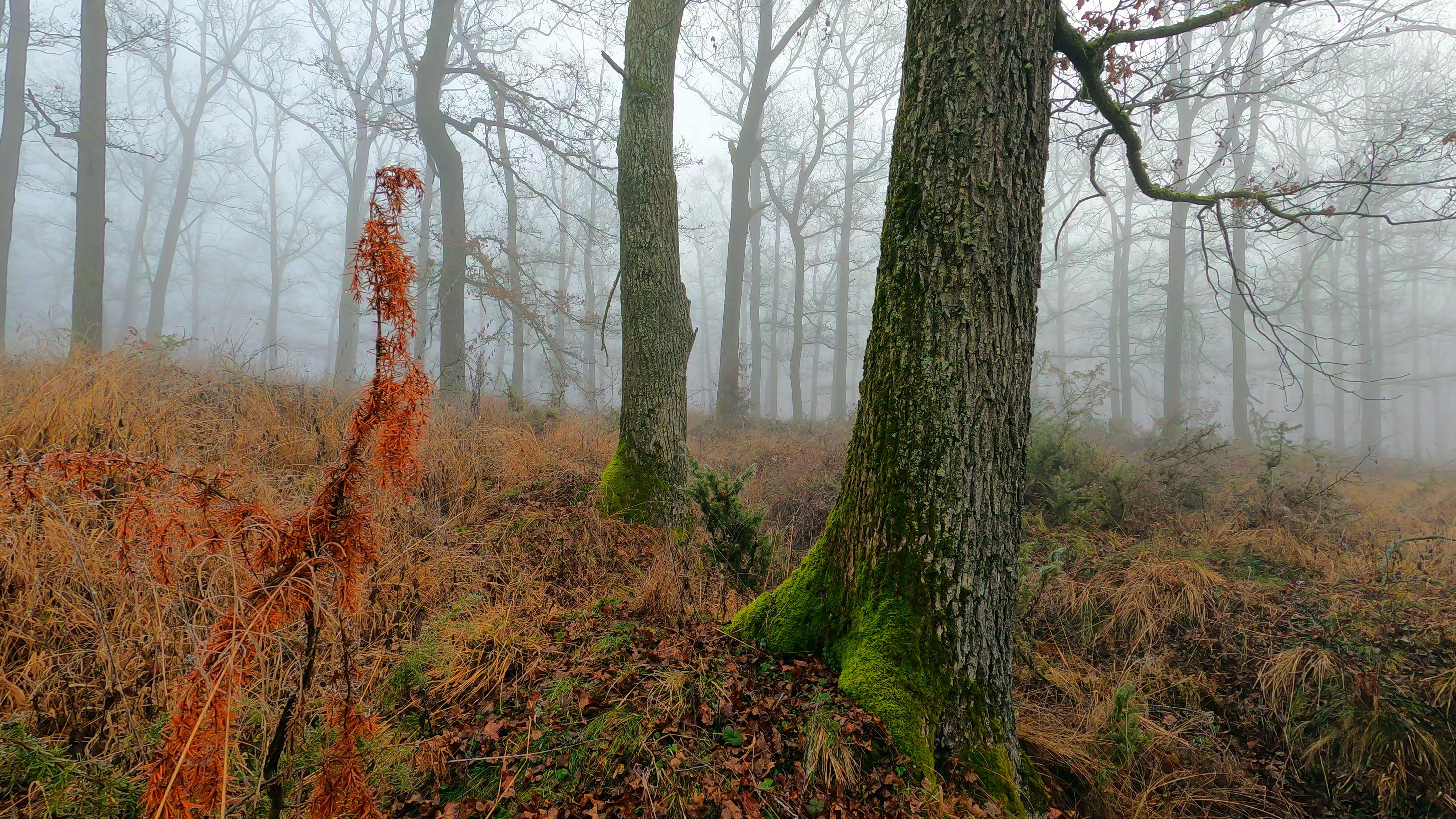 A Foggy Forest · Free Stock Photo