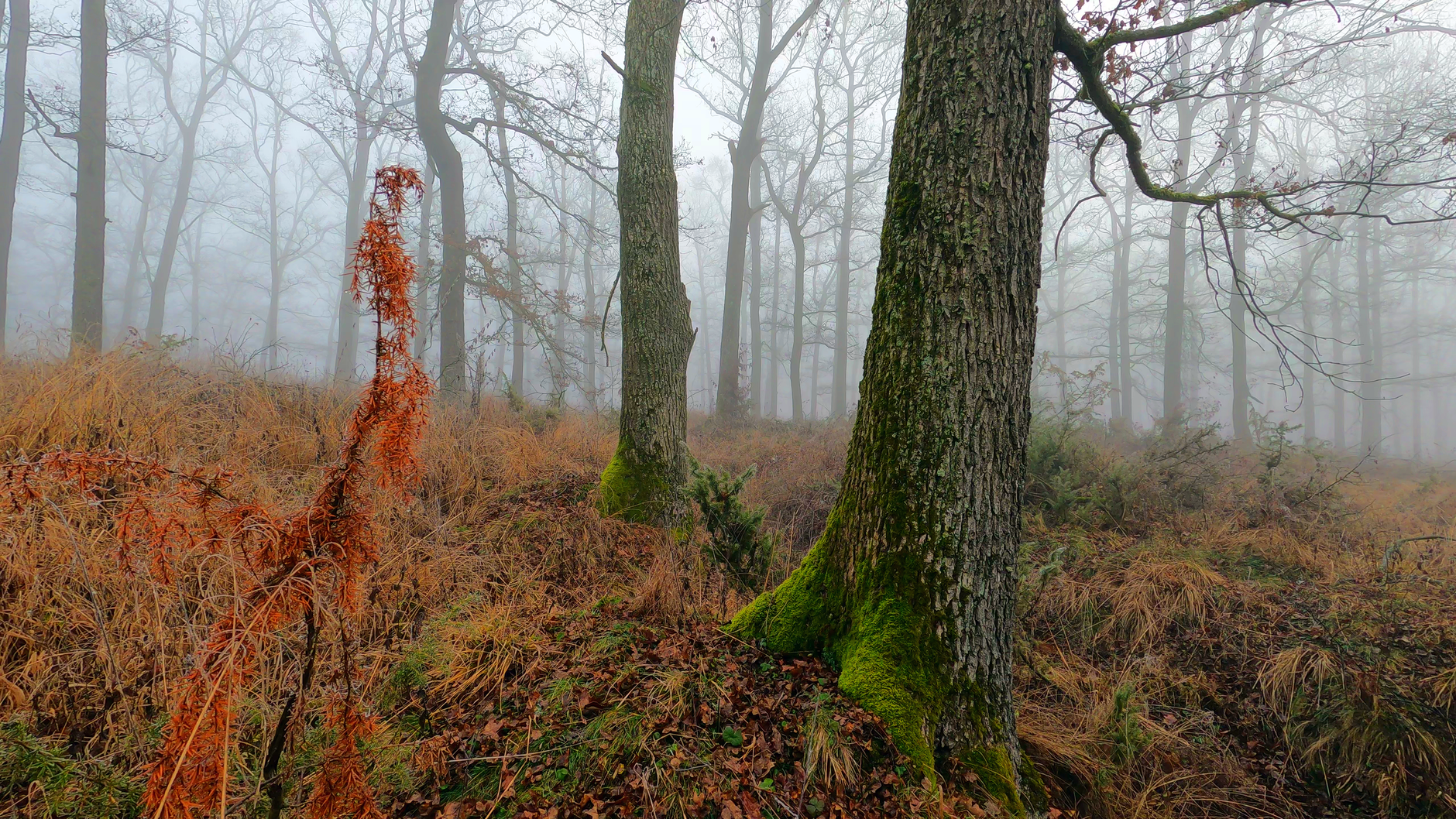 A serene and misty forest scene featuring tall trees and moss-covered trunks.