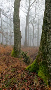 Captivating foggy woodland featuring mossy tree trunks and dense autumn foliage.