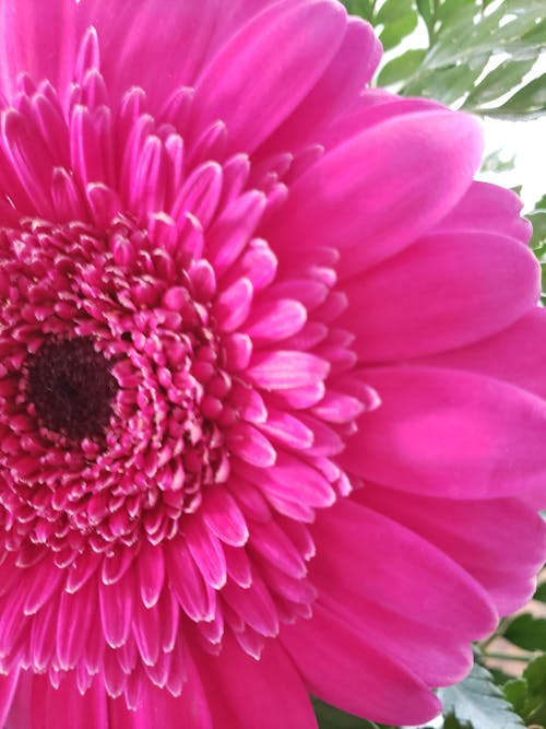 Fotos de stock gratuitas de margarita rosa, margarita rosada del gerbera, rosa