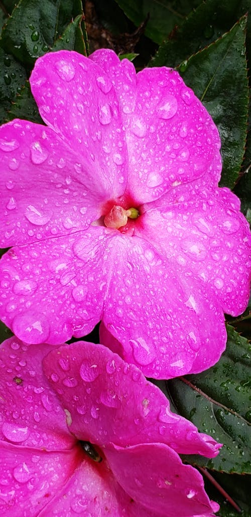 Fotos de stock gratuitas de impaciencia rosa, impaciencia rosa con gotas de rocío, rosa