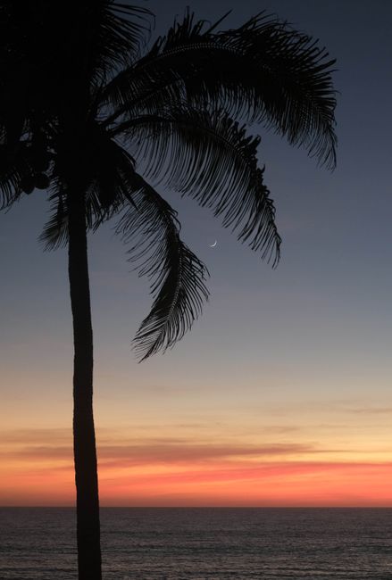 Peaceful beach sunset with a palm tree silhouette and crescent moon.