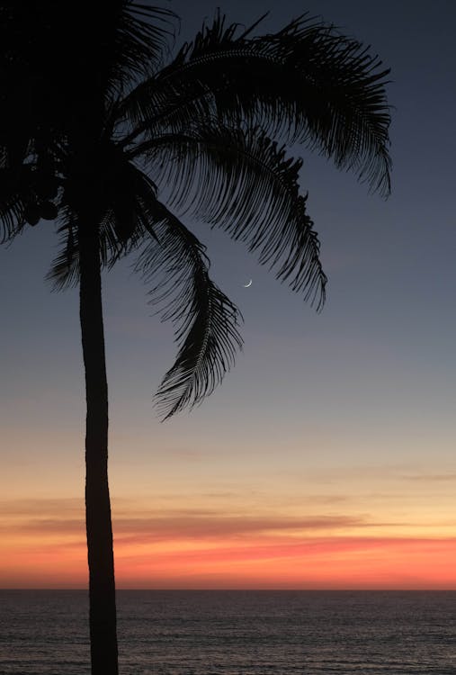 Silhouette of a Palm Tree and a Seascape at Sunset 