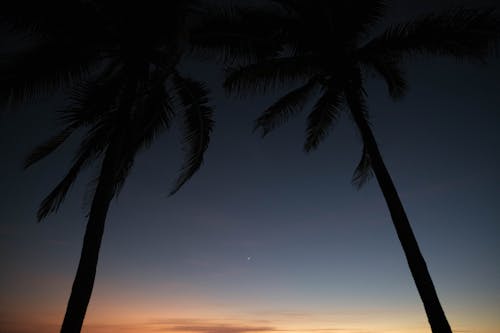 akşam karanlığı, gün doğumu, Hindistan cevizi ağaçları içeren Ücretsiz stok fotoğraf