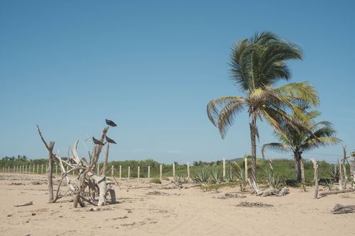 Free A tranquil beach with palm trees, sand, and clear blue sky, embodying tropical serenity. Stock Photo