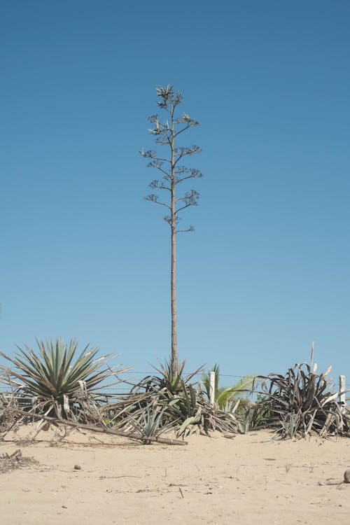 Photo of a Single Agave in the Desert