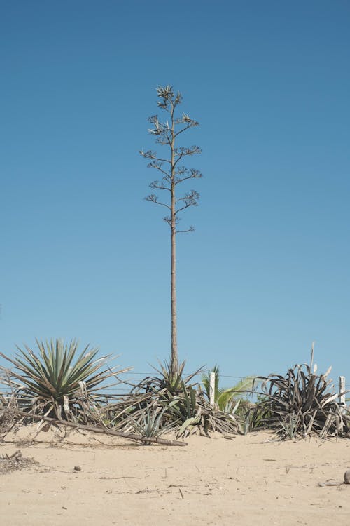 Gratis arkivbilde med agave, alene, enkel