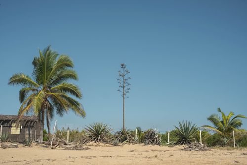 Free A serene tropical scene featuring agave plants and palm trees under a clear blue sky. Stock Photo