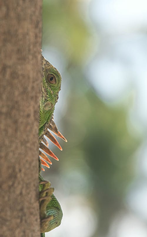 Close-up of a Chameleon on a Tree 