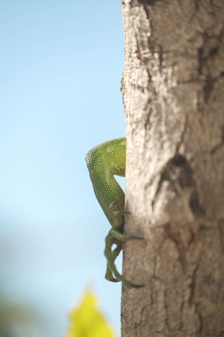 Green Lizard On The Tree Trunk