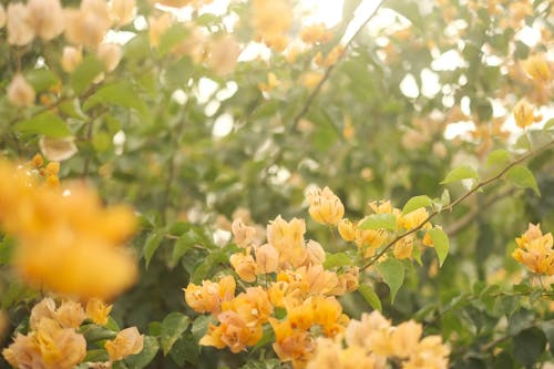 ağaç, bougainvilleas, Çiçek açmak içeren Ücretsiz stok fotoğraf