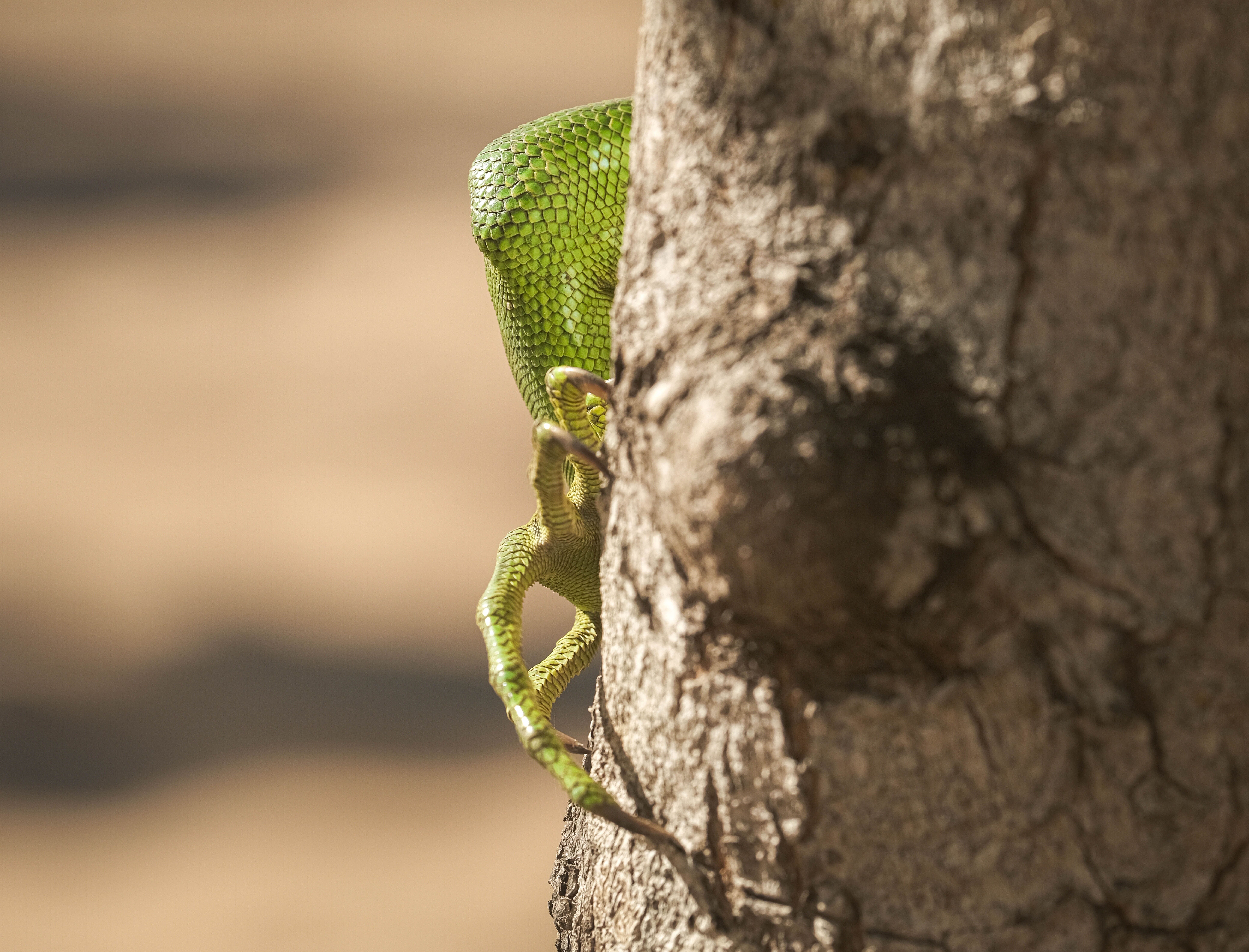 Orvet : Tout savoir sur ce reptile utile