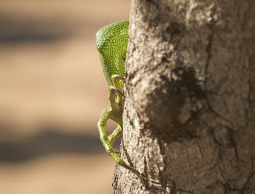 Close-up Photo of an Iguana on a Tree 