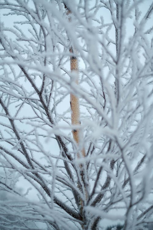 Foto profissional grátis de árvore nua, coberto de neve, filiais