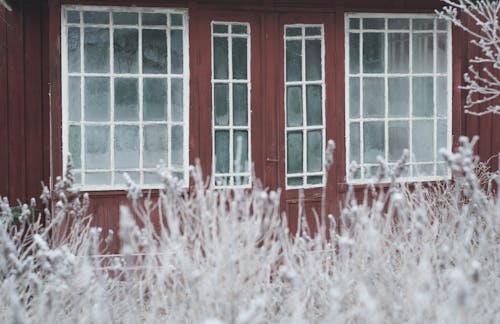 Foto d'estoc gratuïta de arbusts, casa vermella, de fusta