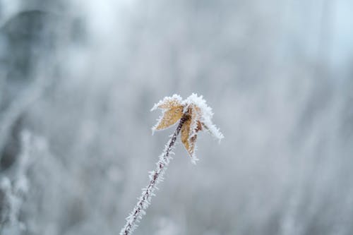 Photograph of a Frosted Plant
