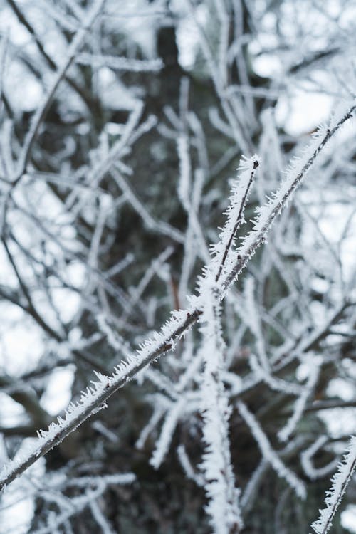 Immagine gratuita di albero nudo, avvicinamento, coperto di neve