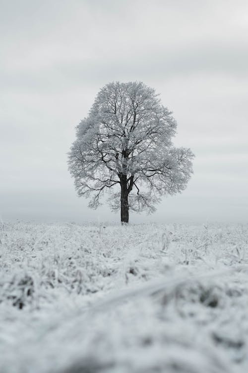 Безкоштовне стокове фото на тему «вертикальні постріл, дерево, зима»