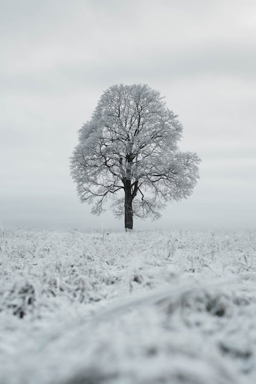 White Tree on Snow-Covered Ground