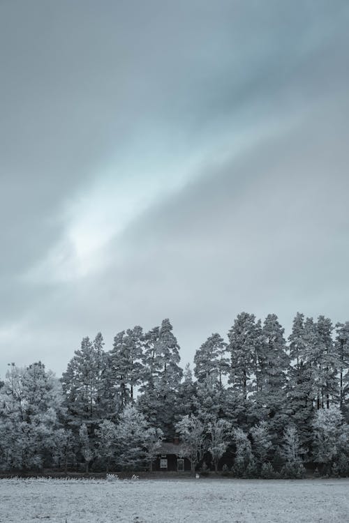 Foto stok gratis bidikan sudut rendah, cuaca dingin, langit putih
