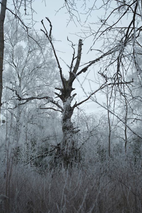 Immagine gratuita di alberi senza foglie, canne, coperto di neve