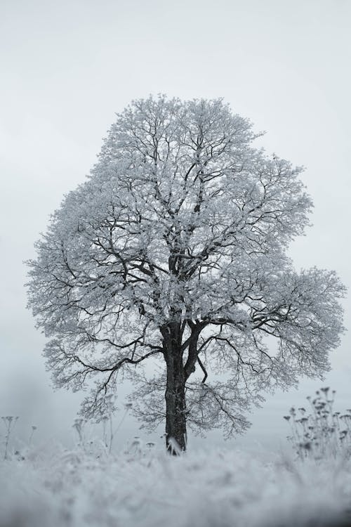Бесплатное стоковое фото с вертикальный выстрел, зима, морозный