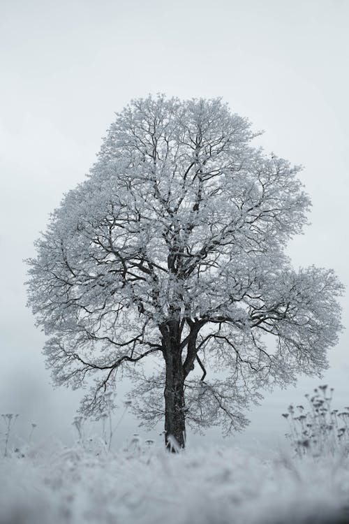 Foto profissional grátis de árvore, coberto de neve, congelado