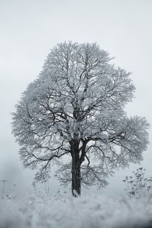 Free A single frosty tree stands alone in a winter landscape with snow-covered branches. Stock Photo