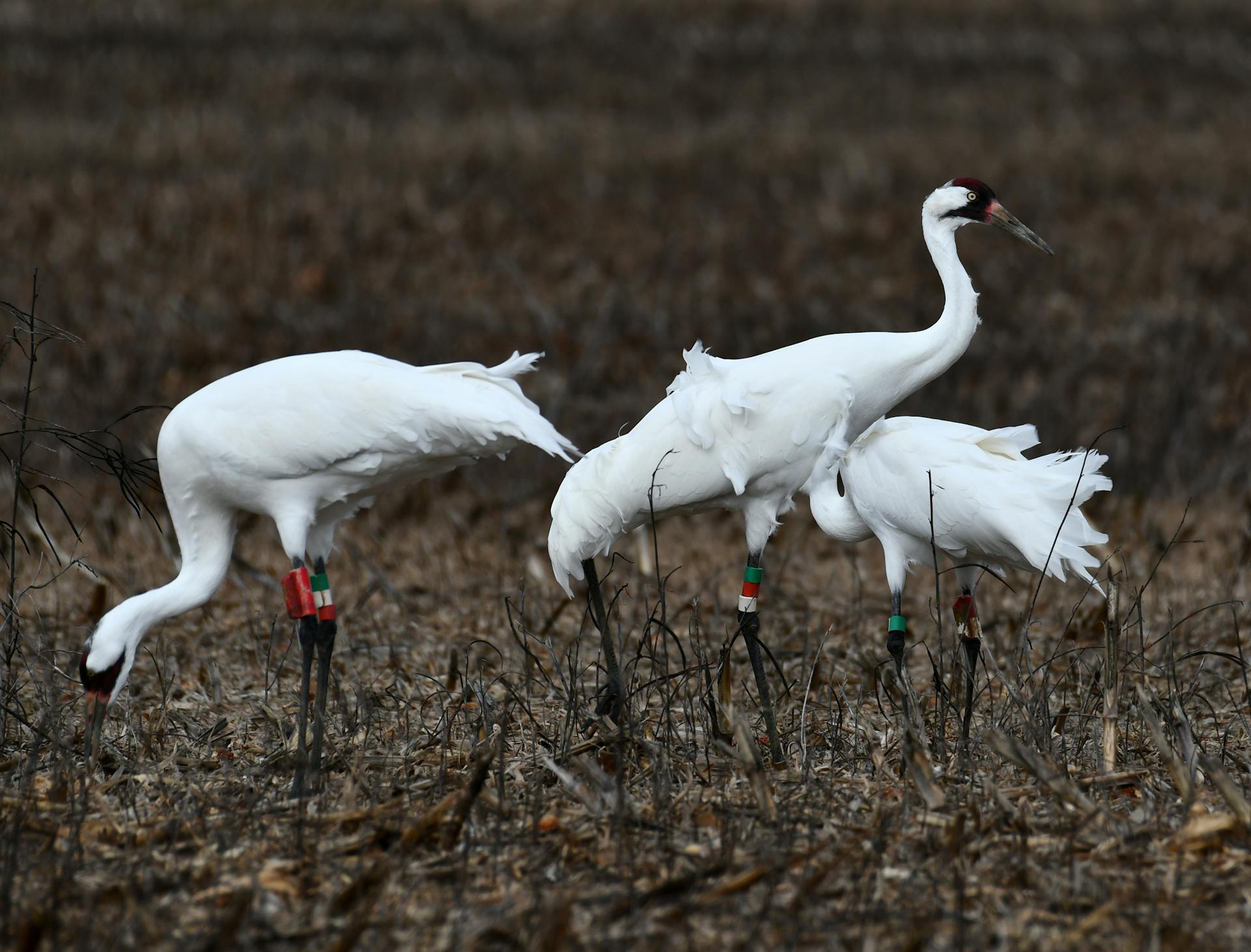 A group of whooping cranes foraging in a Decatur field, highlighting their natural behavior.