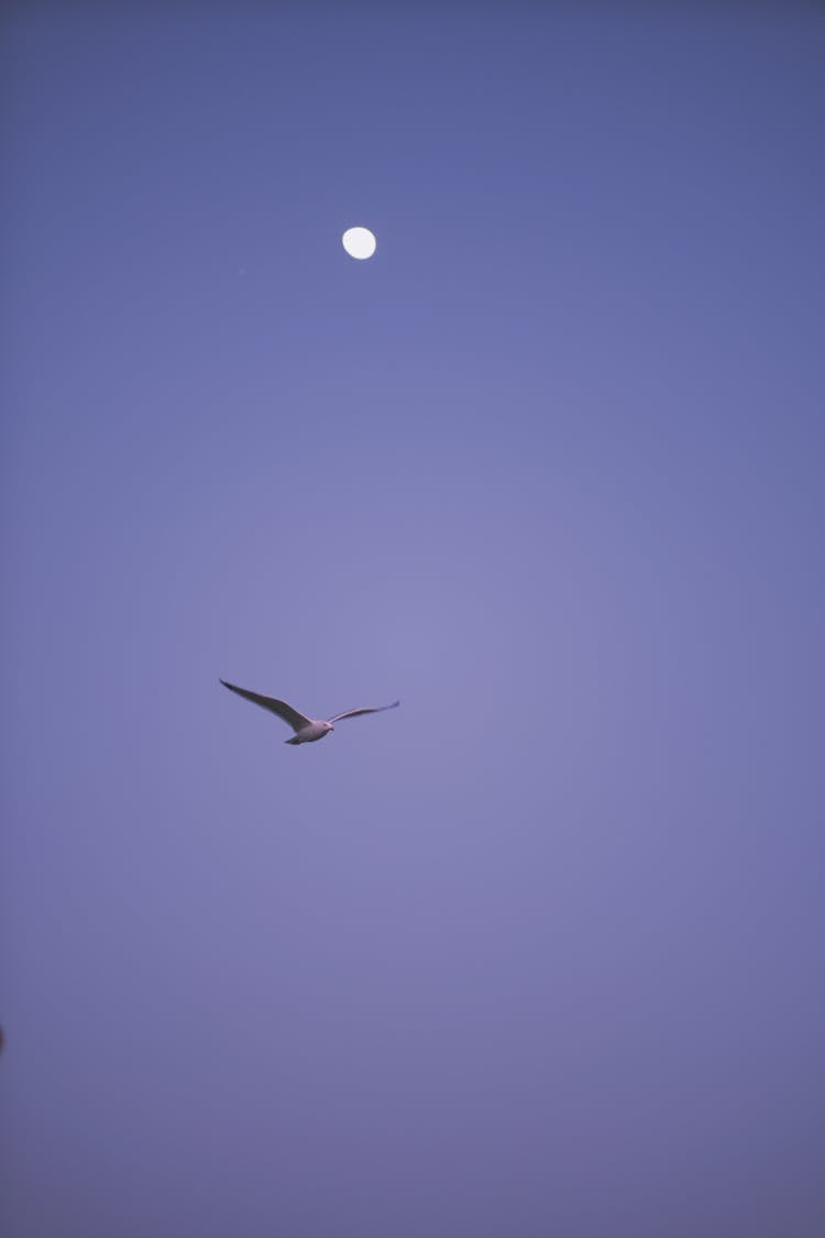 Flying Bird And Moon Against A Clear Sky 