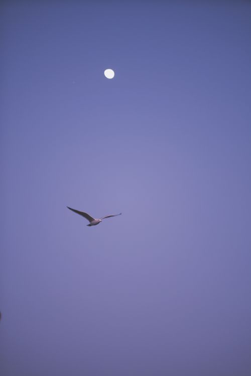 Free Capture of a solitary bird soaring beneath the moon in a serene, clear sky. Stock Photo