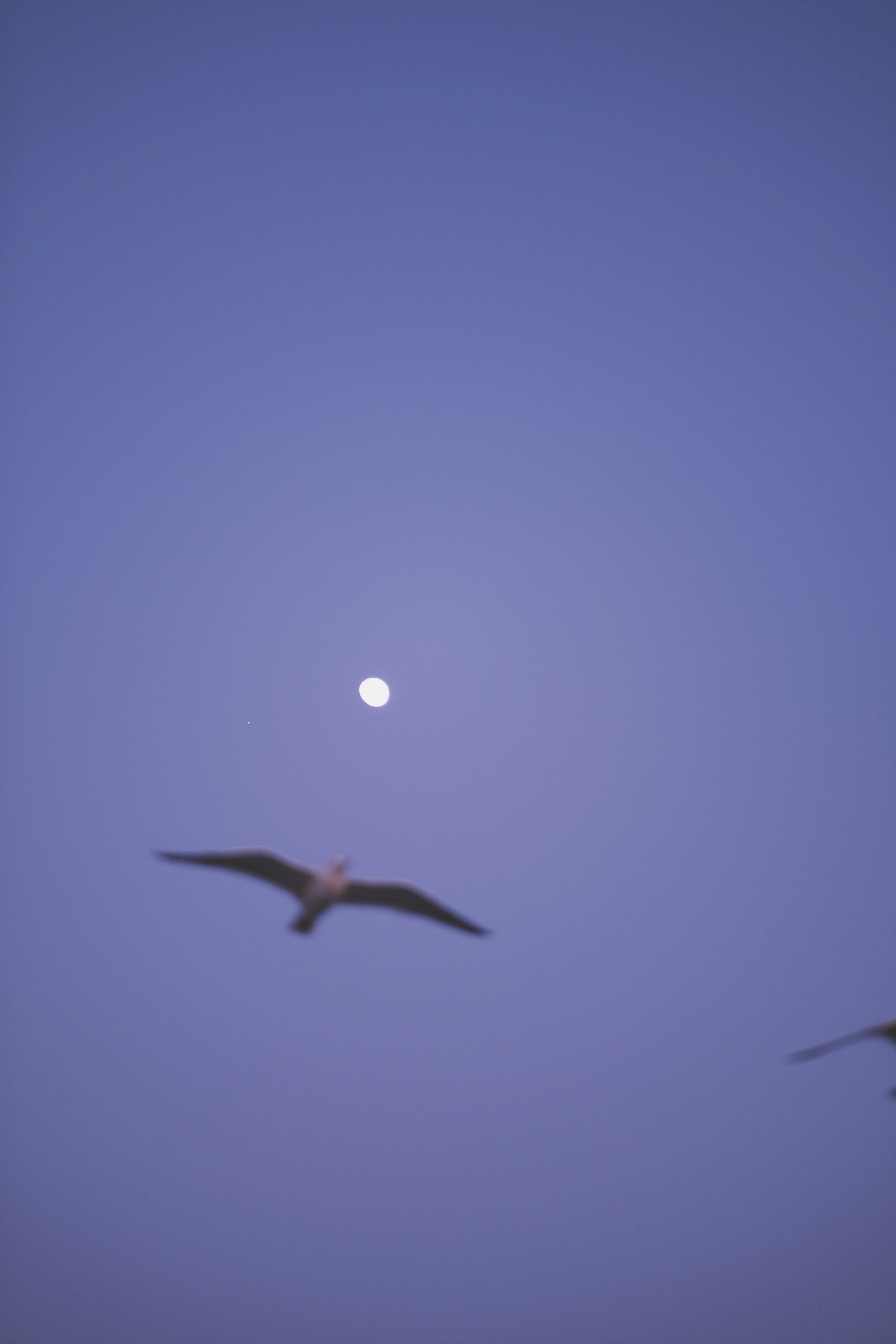 A Bird Flying under Blue Sky · Free Stock Photo