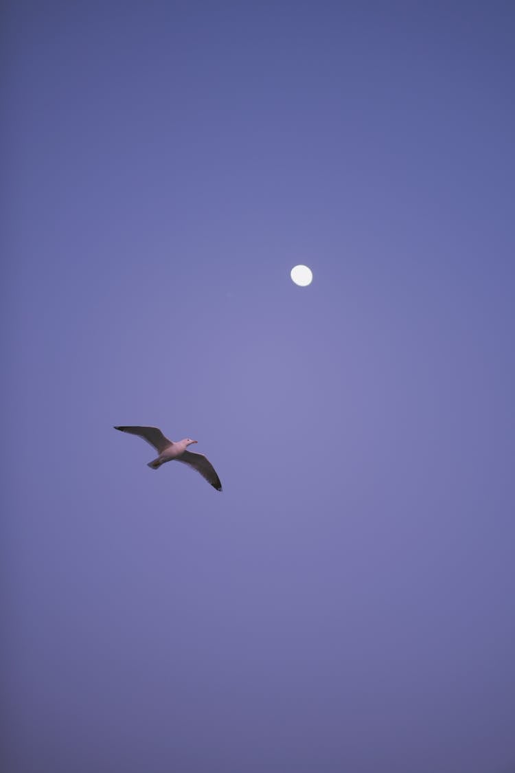 Flying Bird And The Moon Against A Clear Sky 