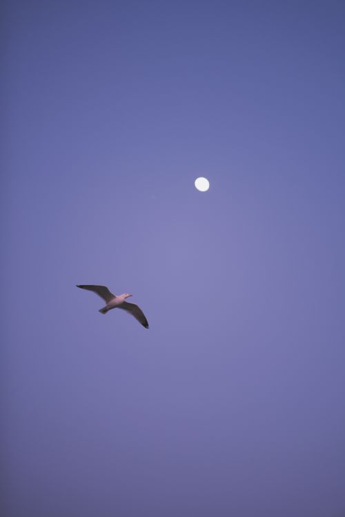 Free A seagull elegantly soars beneath a full moon in a tranquil dusk sky. Stock Photo