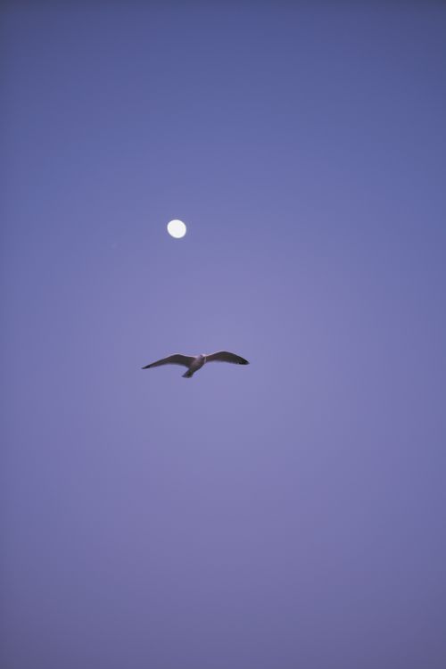 Free A seagull soars gracefully across a moonlit sky, captured in a low-angle shot. Stock Photo