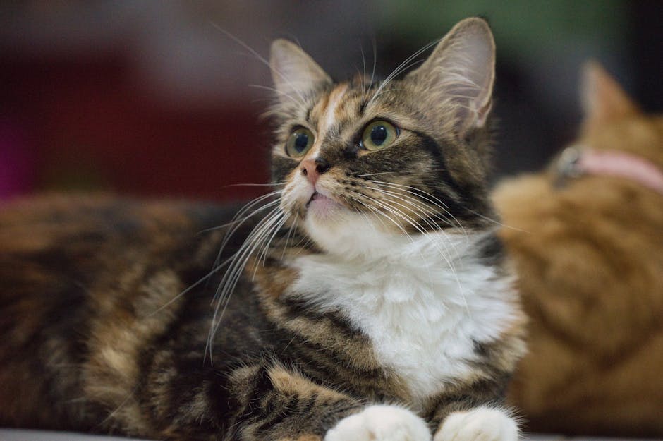 A Close-Up Shot of a Tabby Cat