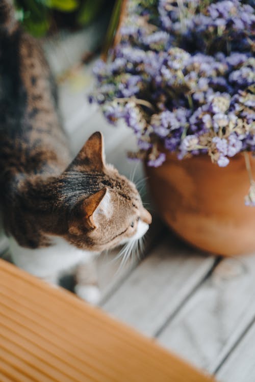 Cat near Flowers in Vase