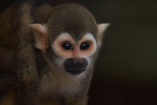 A vivid close-up of a squirrel monkey in its natural environment, showcasing its adorable features.