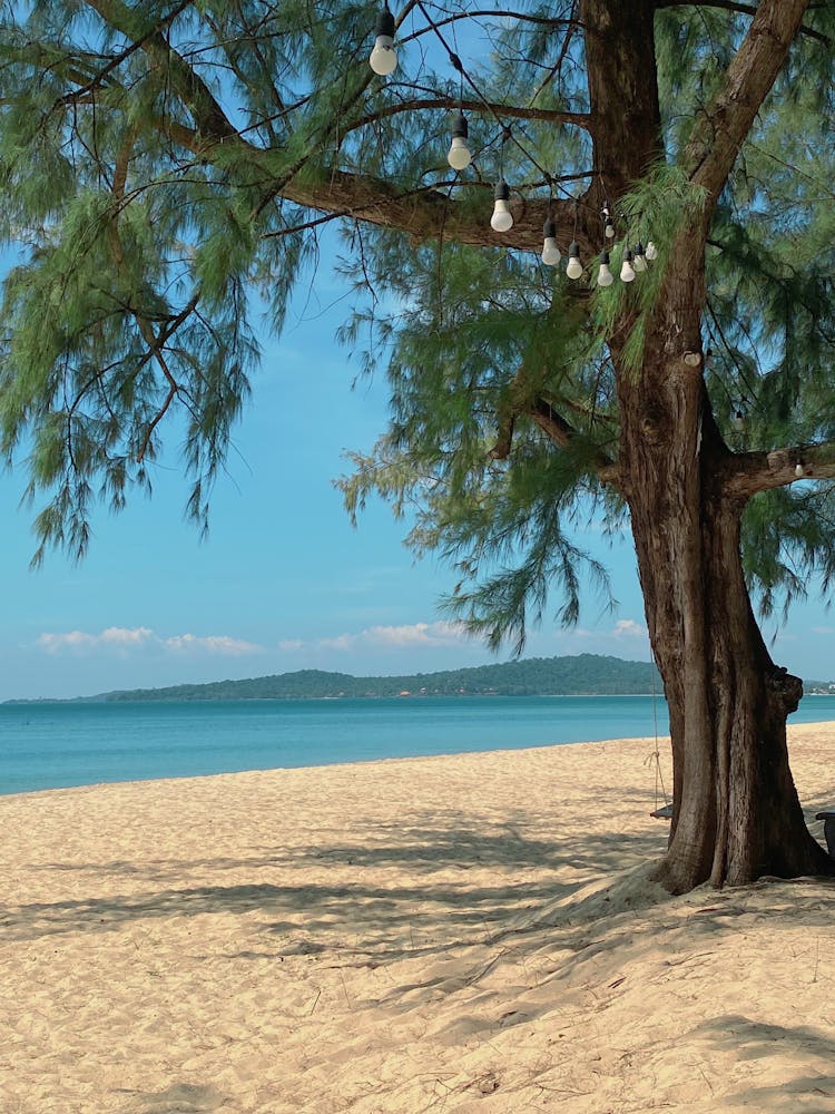 Tree On Beach In Summer