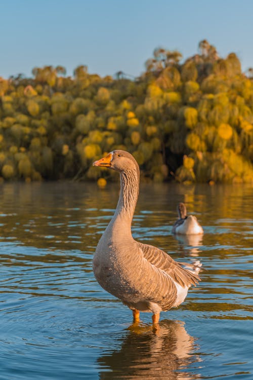 Goose in Water