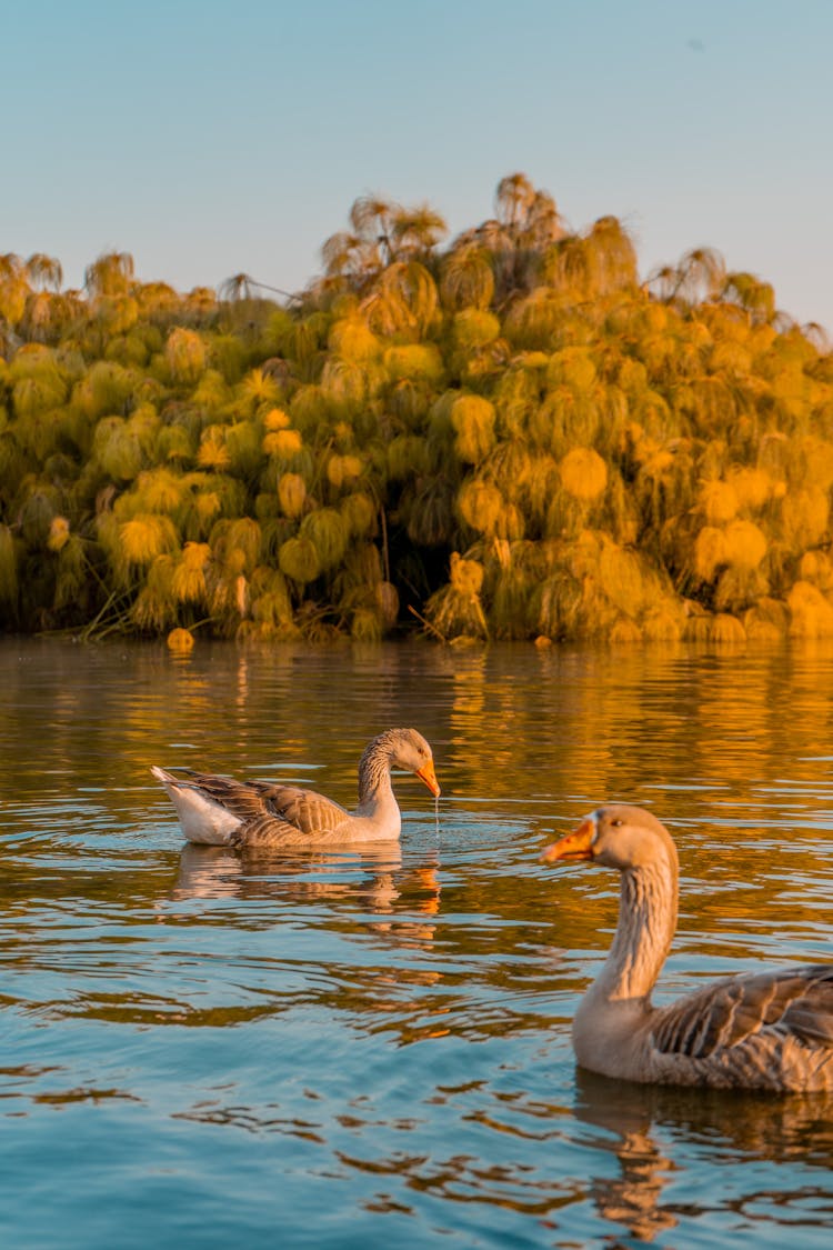 Birds On Lake